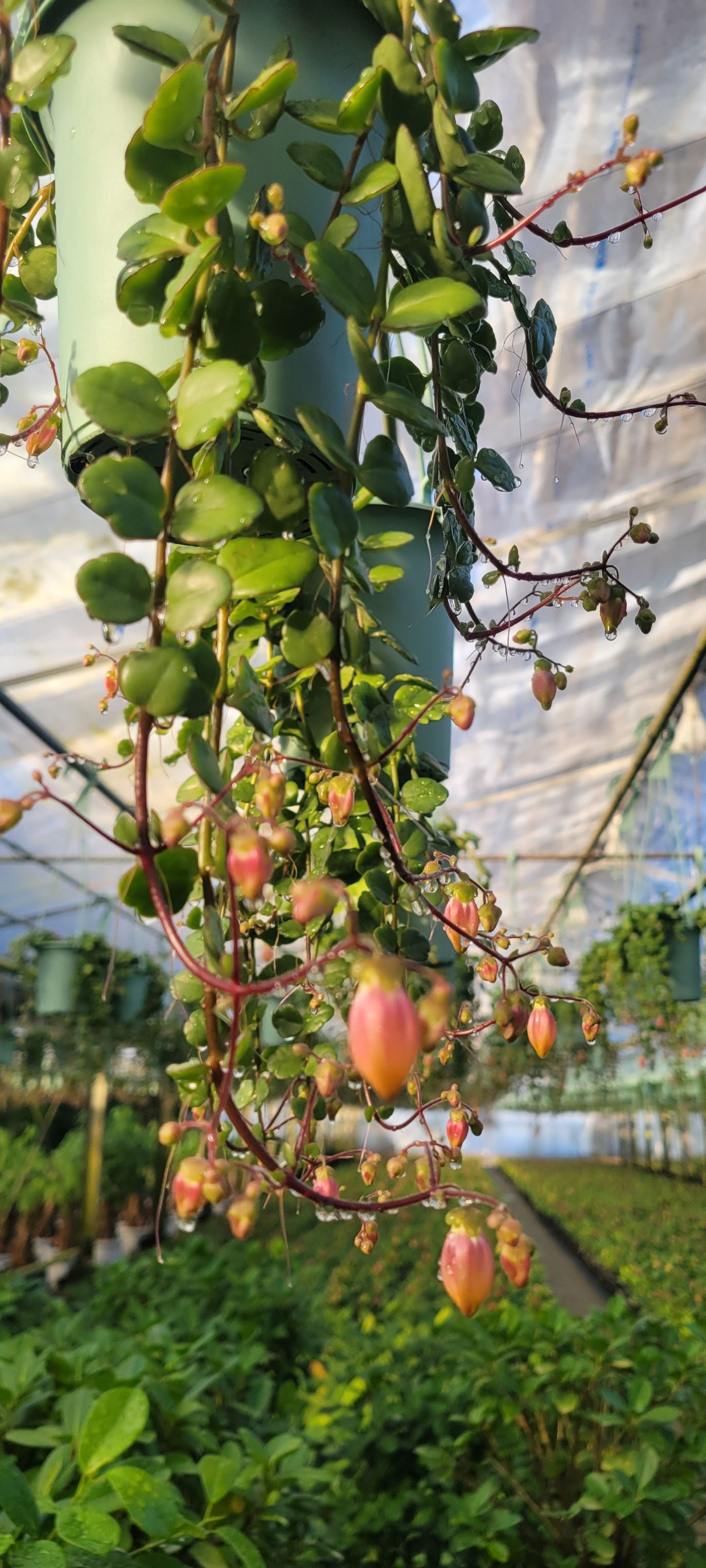 吊り鉢 カワイ園芸産】カランコエ フィフィ – cocomido_garden