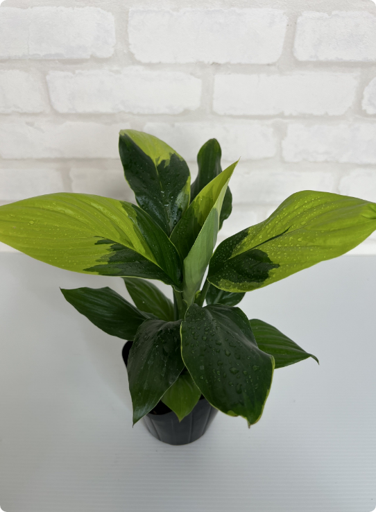 テスト【一点もの】モンステラ・タイコントルネードオリジナルタイコン