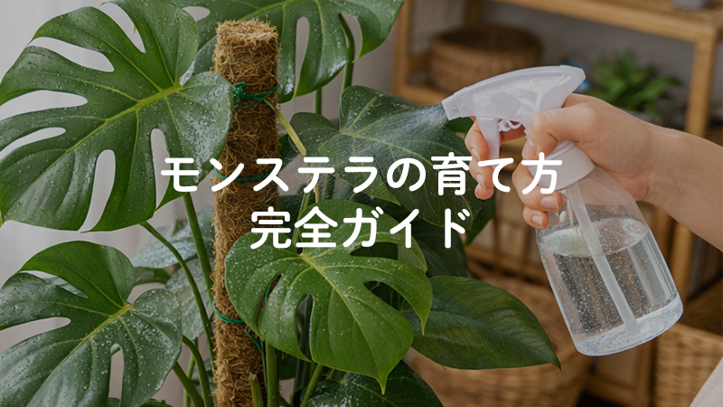モンステラの育て方完全ガイド｜観葉植物初心者でも失敗しないコツをプロが解説