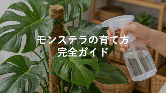 モンステラの育て方完全ガイド｜観葉植物初心者でも失敗しないコツをプロが解説