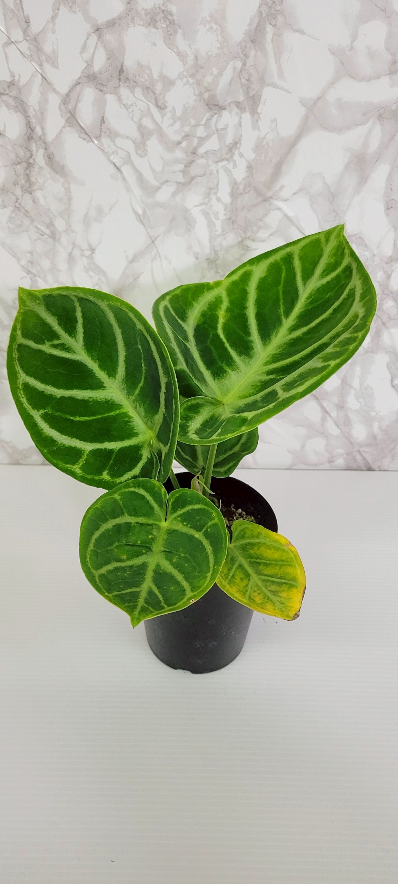 アンスリウム “ドラヤキ”（Anthurium “Dorayaki”）