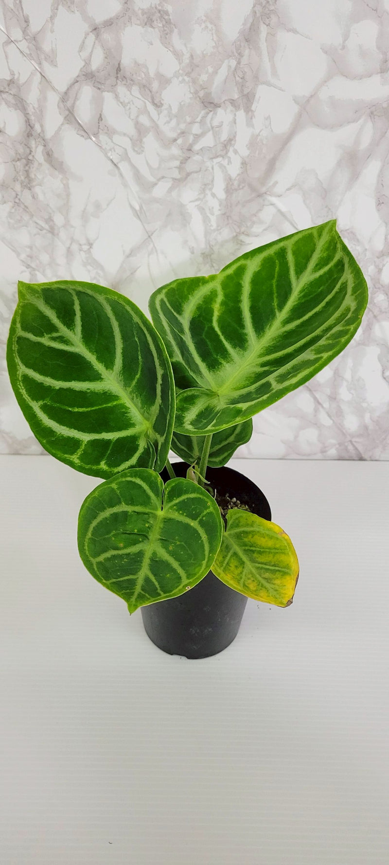 アンスリウム “ドラヤキ”（Anthurium “Dorayaki”）