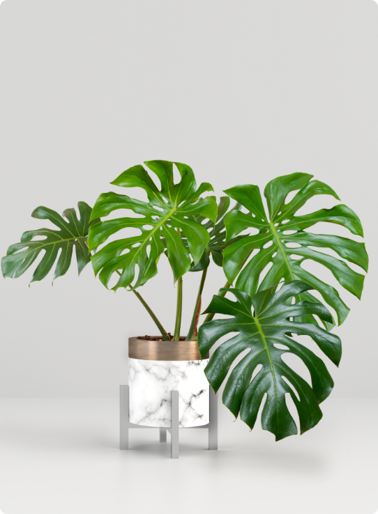 テスト【一点もの】モンステラ・タイコントルネードオリジナルタイコン