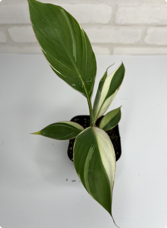 【一点もの】モンステラ・タイコントルネードオリジナルタイコン