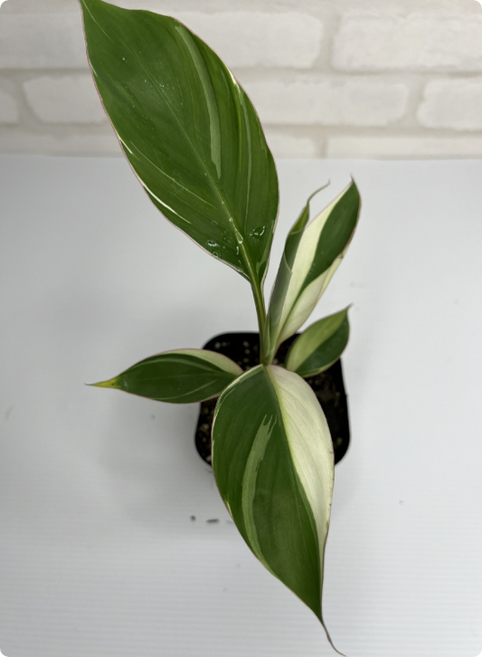 テスト【一点もの】モンステラ・タイコントルネードオリジナルタイコン