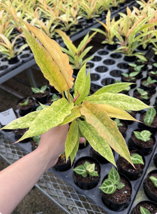 配送【一点もの】モンステラ・タイコントルネードオリジナルタイコン