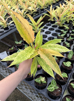 【一点もの】モンステラ・タイコントルネードオリジナルタイコン