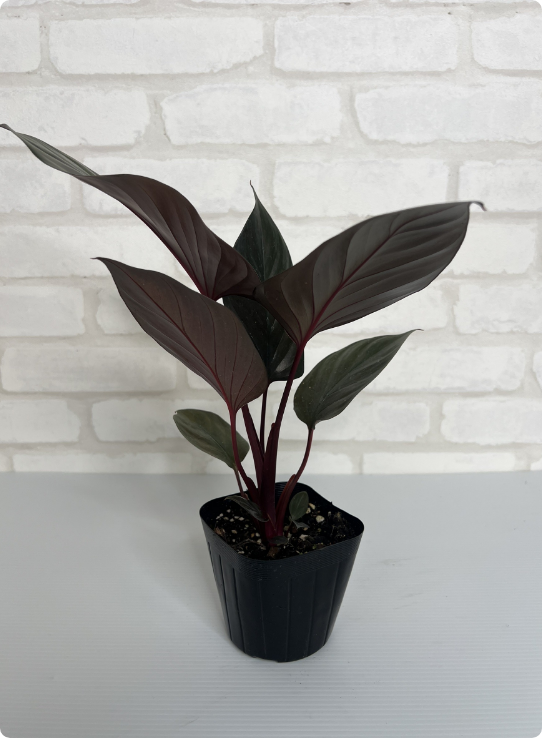 【一点もの】モンステラ・タイコントルネードオリジナルタイコン