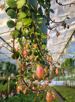 【吊り鉢　カワイ園芸産】カランコエ　フィフィ