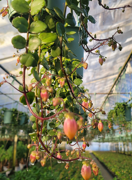 【吊り鉢　カワイ園芸産】カランコエ　フィフィ