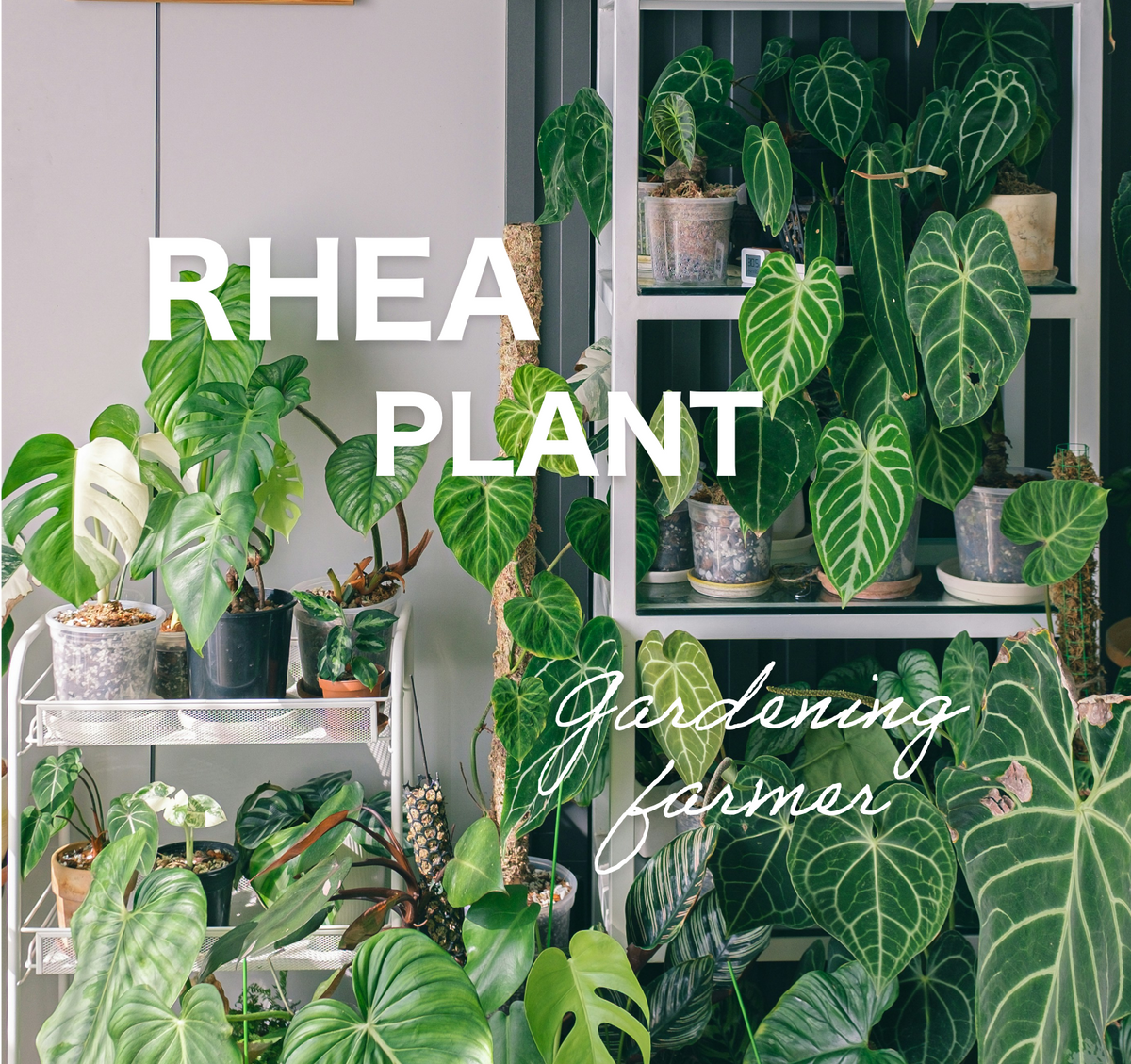 KVスライド画像