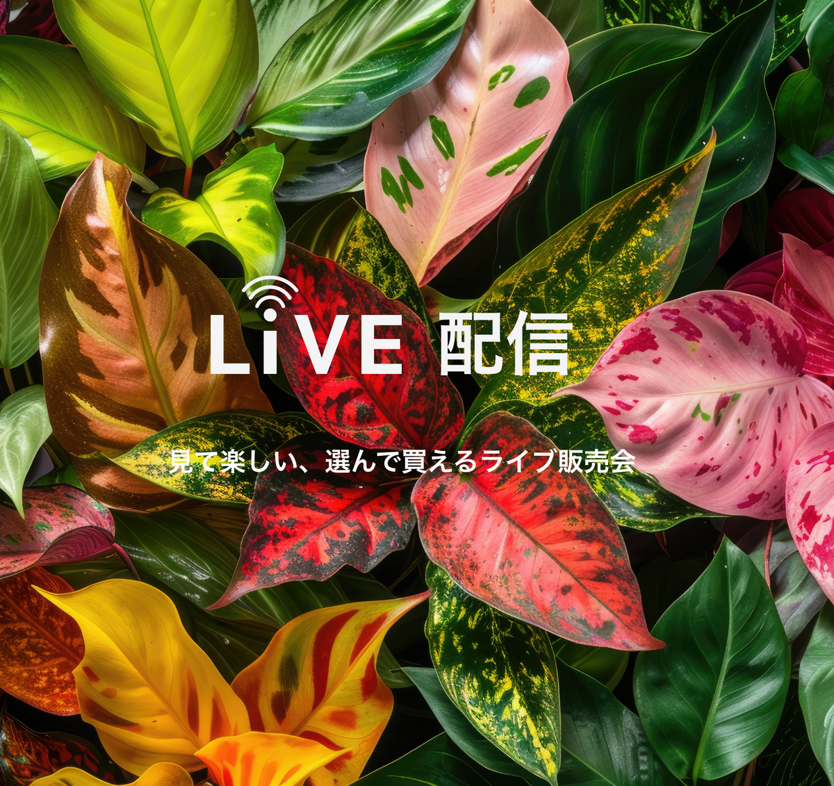 KVスライド画像