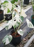 モンステラ　ボルシギアナ　バリエガータ