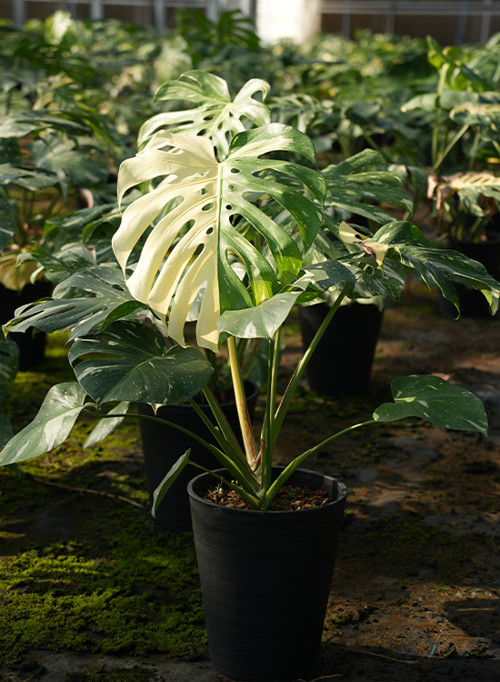 【7号サイズ】モンステラ タイ コンステレーション